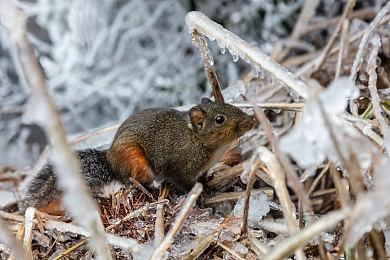 《英雄萨姆 西伯利亚狂想曲》今日于Steam发售 支持中文